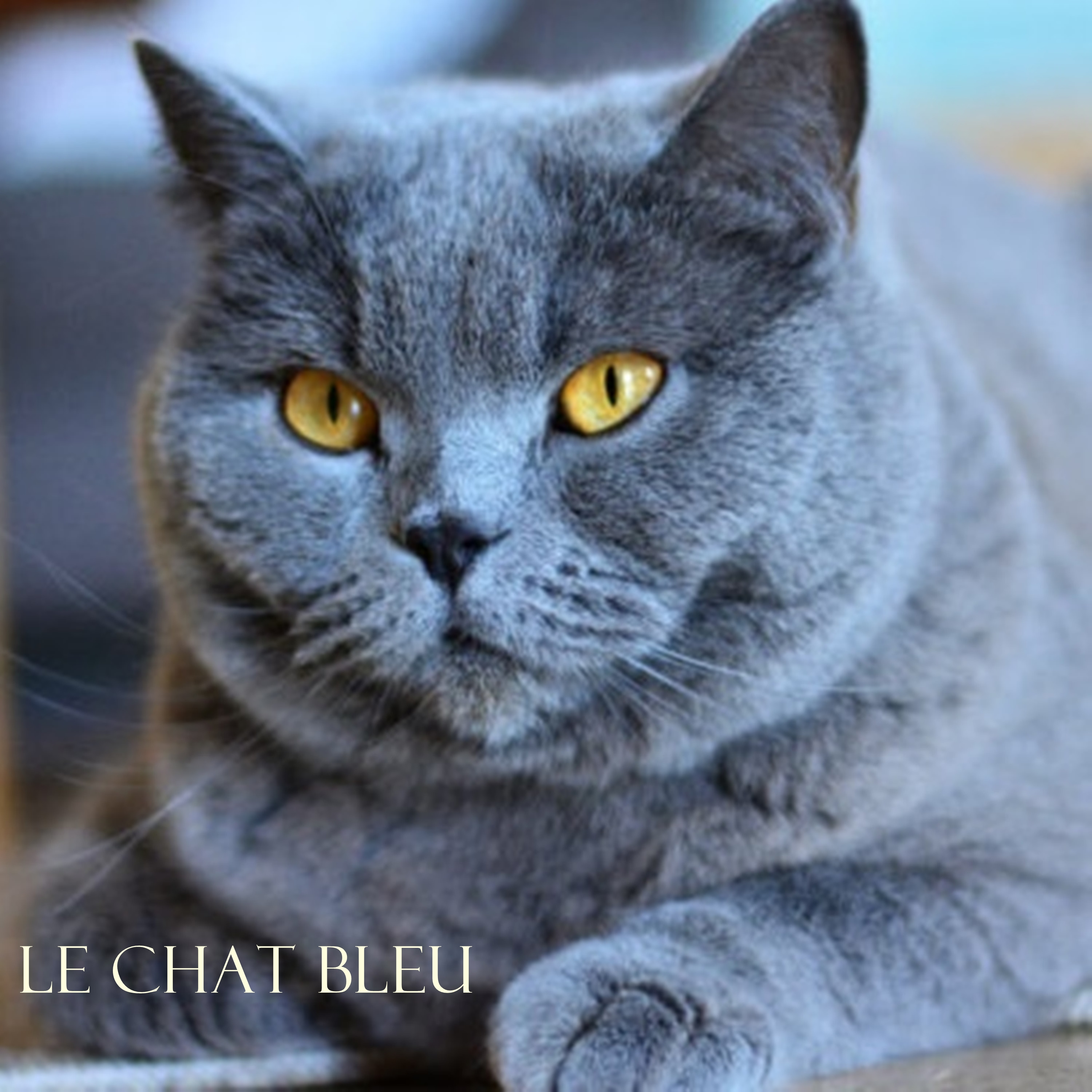 Le Chat Bleu
